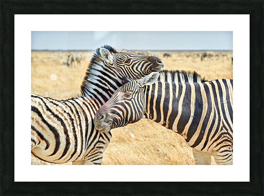 Zebras cuddle in Etosha National Park in Namibia during daylight Picture Frame print