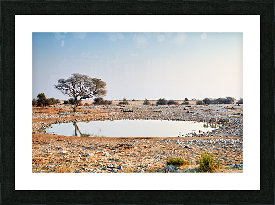 Zebras drink water at a waterhole in Etosha National Park Namibi Picture Frame print