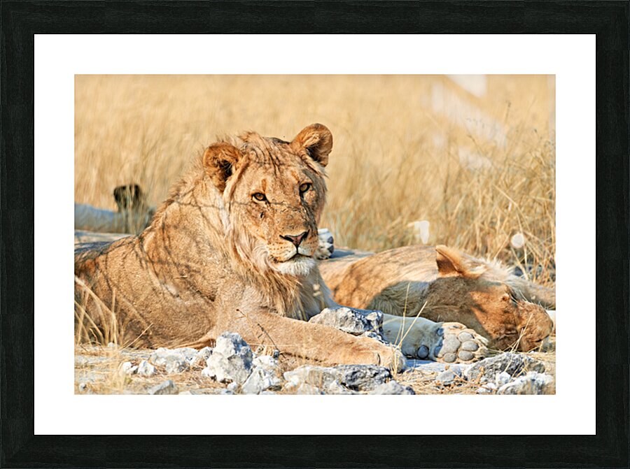 Lion resting in Etosha National Park Namibia during daylight ho Picture Frame print