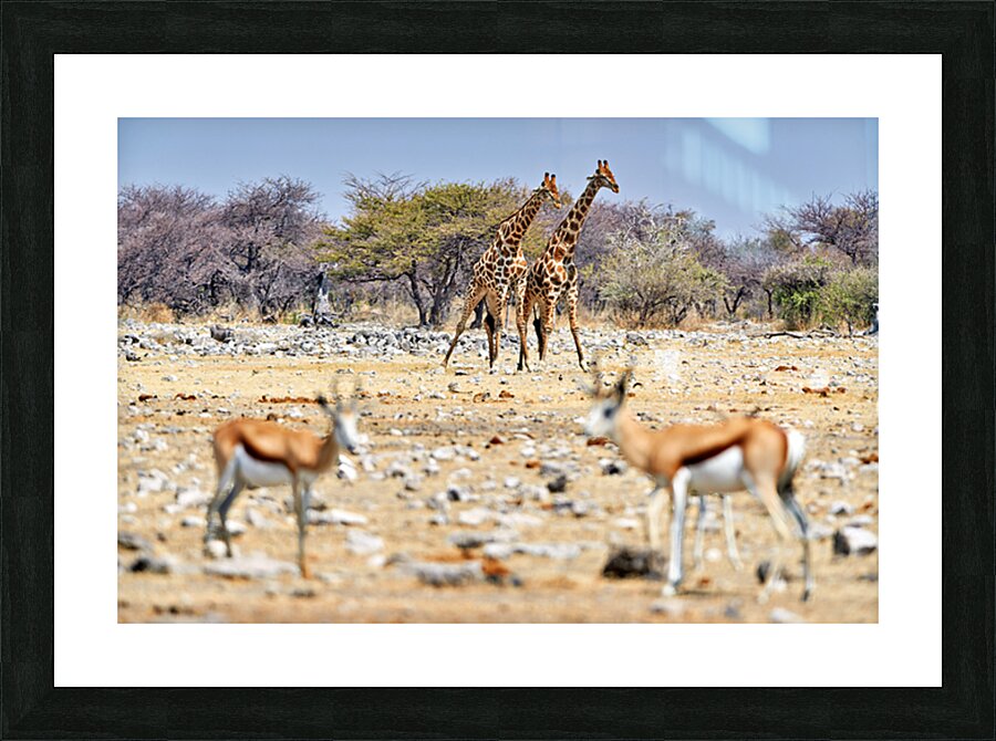 Giraffes and springboks in Etosha National Park Namibia Picture Frame print