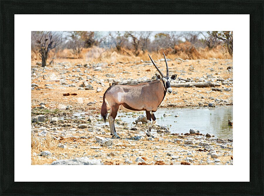 Gemsbok oryx drinking near water in Etosha National Park Namibi Picture Frame print
