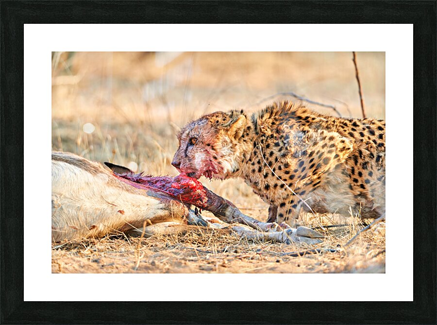Cheetah feeding on prey in Okonjima Reserve Namibia Picture Frame print