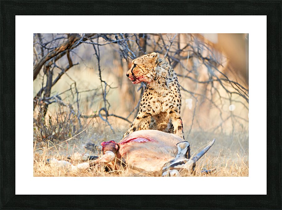 Cheetah feeds on prey in okonjima reserve in namibia Picture Frame print