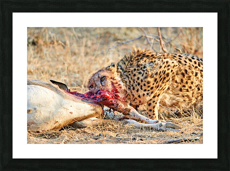 Cheetah feeding on its kill in Okonjima Reserve Namibia Picture Frame print