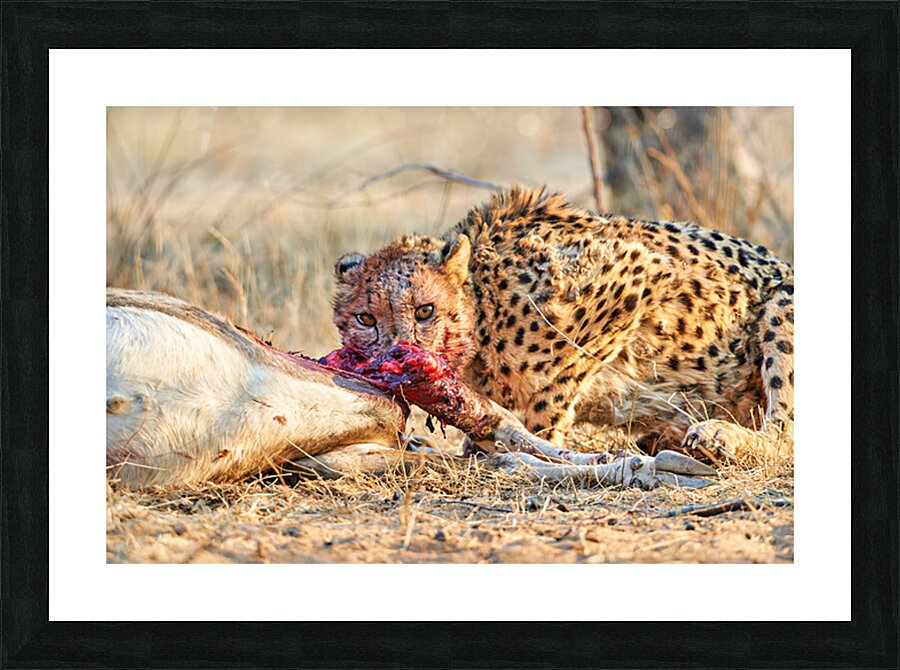 Cheetah feeding on prey in Okonjima Reserve in Namibia Picture Frame print