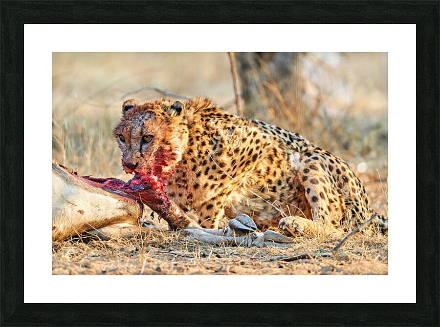Cheetah feeding on prey in Okonjima Reserve Namibia Picture Frame print