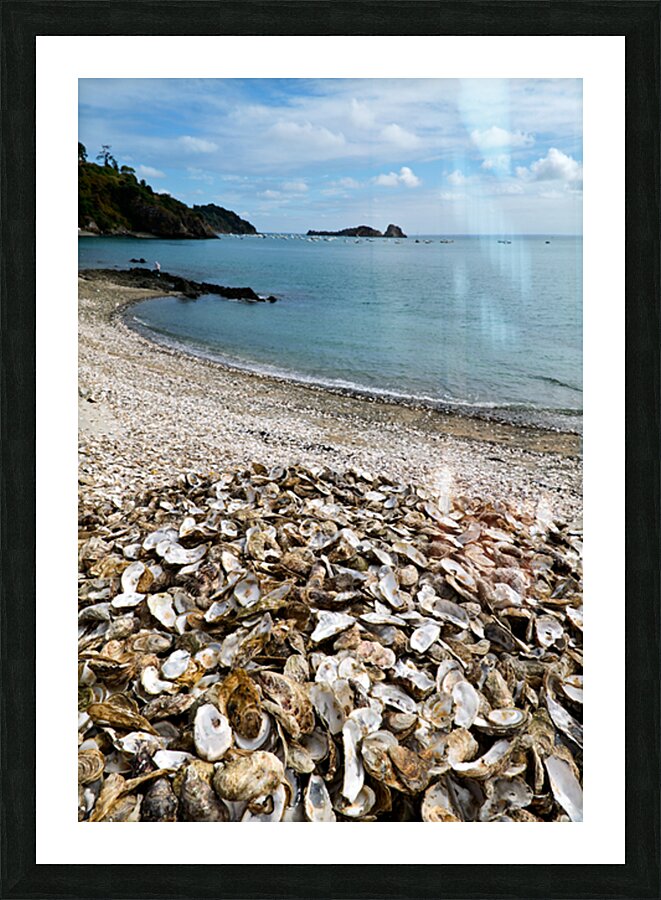 Oyster shells lay on the beach of Cancale Brittany France Picture Frame print