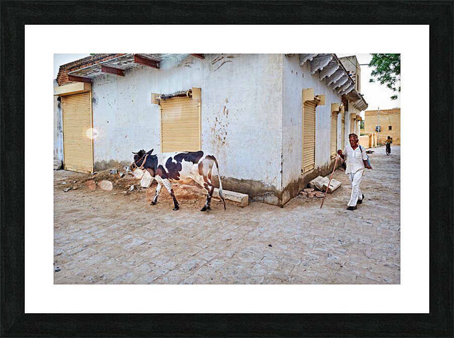 Man walking with cow in Mandawa streets Rajasthan India Picture Frame print