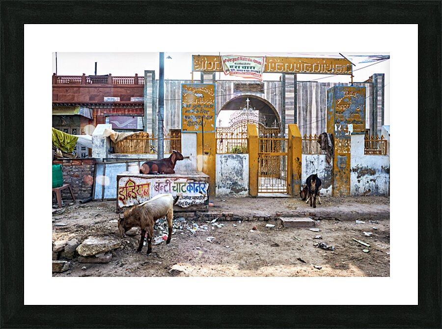 Streets of Bikaner in Rajasthan show daily life and animals Picture Frame print