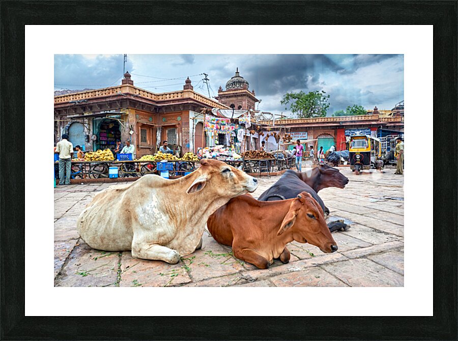 Cows resting at Sardar Market in Jodhpur Rajasthan during the d Picture Frame print
