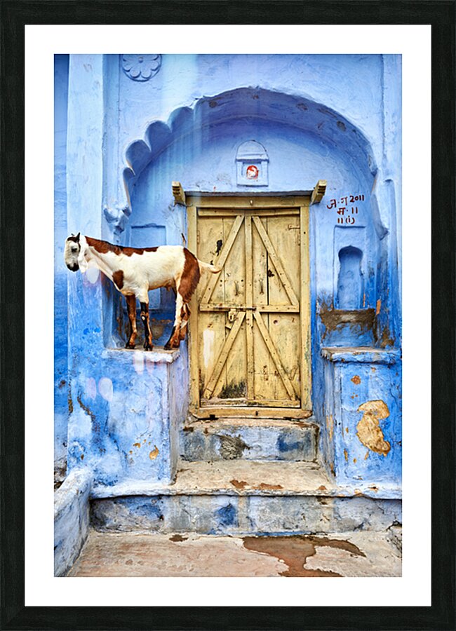 Goat standing on a wall by a wooden door in Bundi Rajasthan Picture Frame print
