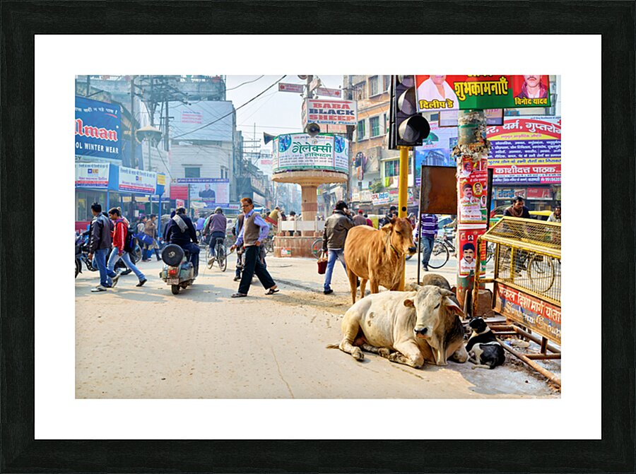 Cows roam the streets of Varanasi Benares Uttar Pradesh Picture Frame print