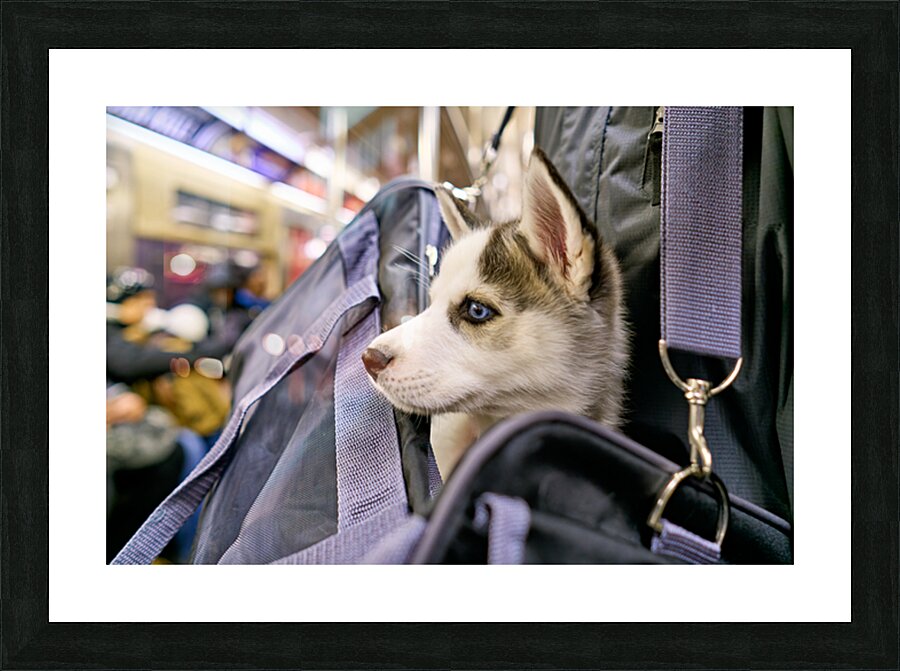 Dog riding in bag on subway in Manhattan New York City Picture Frame print