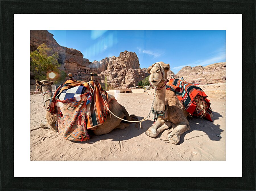 Tourists ride camels at Petra archaeological site in Jordan Picture Frame print