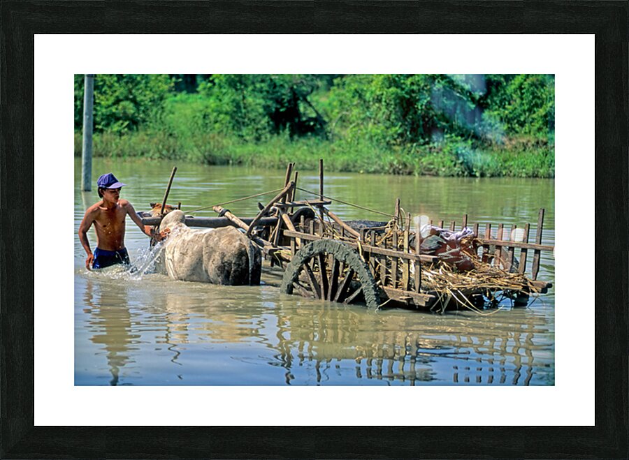 Washing cows in a river in the countryside of Myanmar Picture Frame print