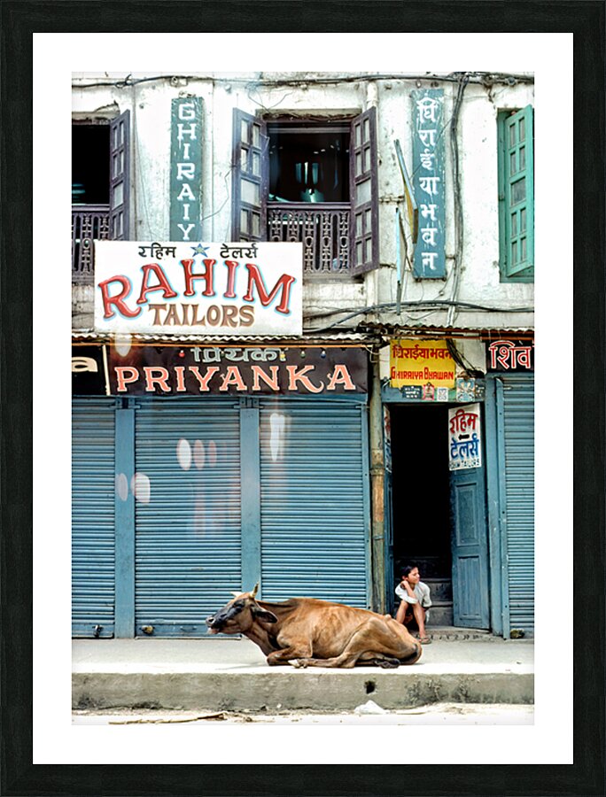 Holy cow resting on the street in Kathmandu Nepal Picture Frame print