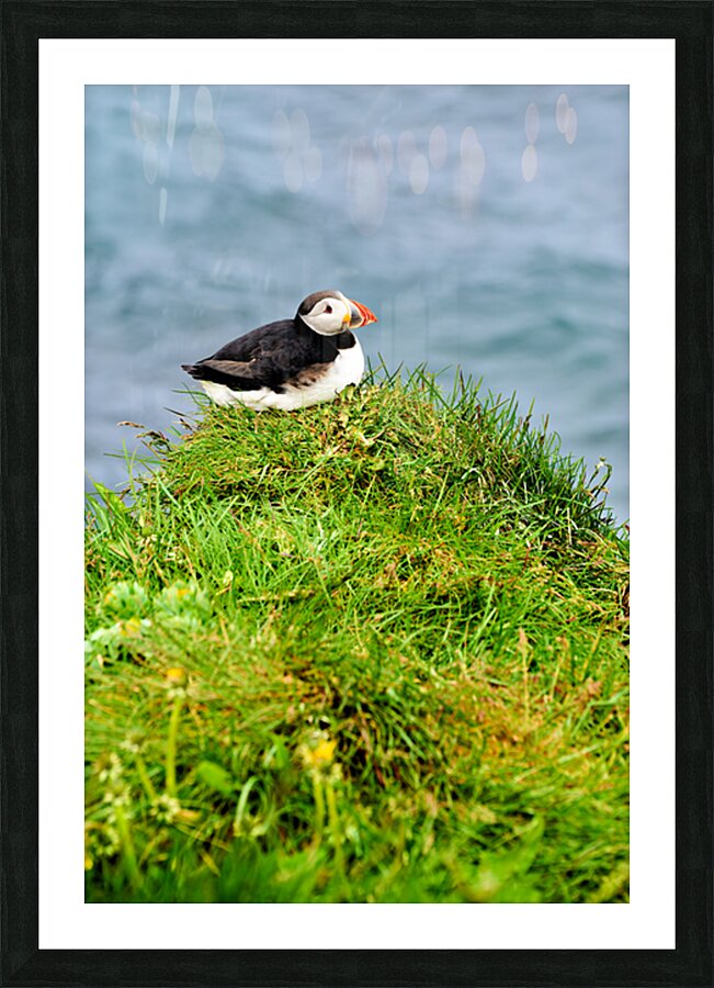 Puffin resting on grass by the sea in Borgarfjordur Eystri Picture Frame print