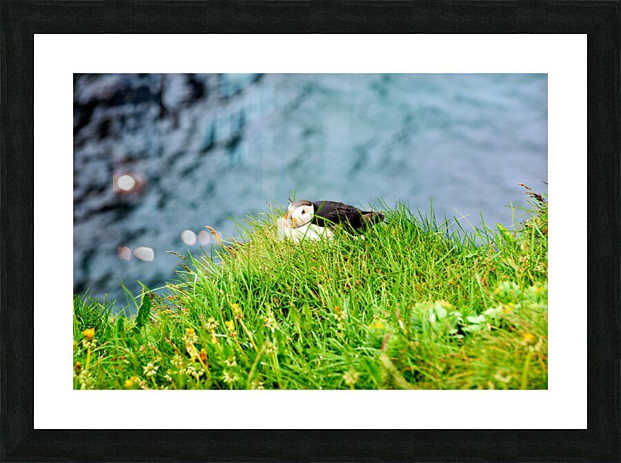 Puffin resting on grass at Borgarfjordur Eystri in Iceland Picture Frame print