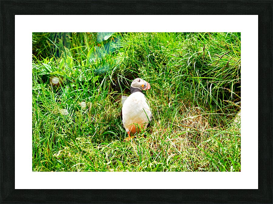 Puffin standing in grass at Borgarfjordur Eystri in Iceland Picture Frame print