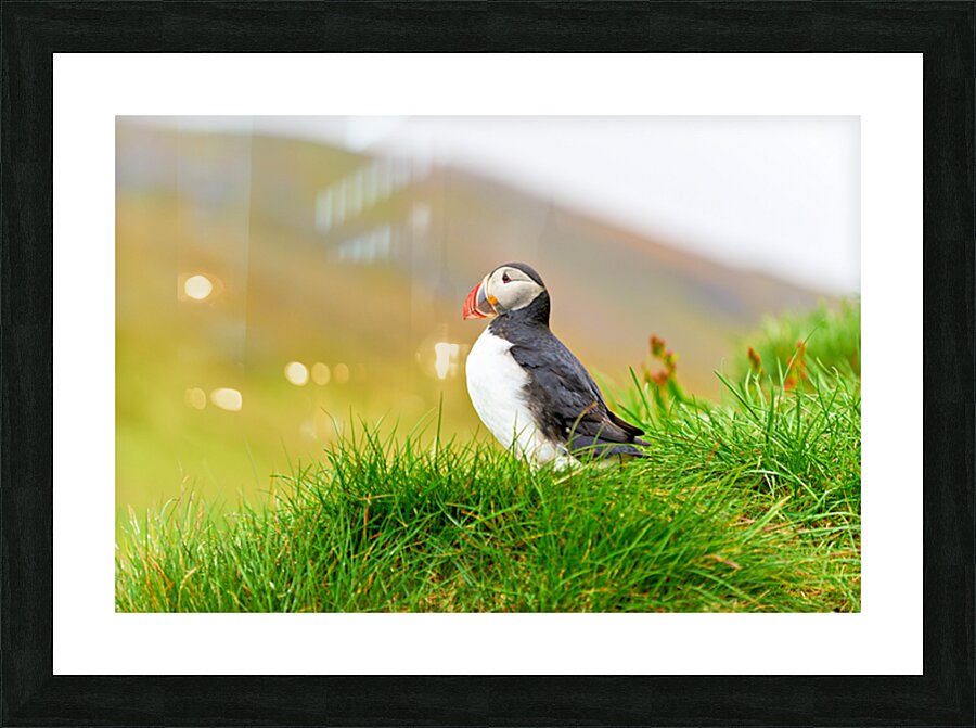 Puffin standing on grass in Borgarfjordur Eystri Iceland Picture Frame print