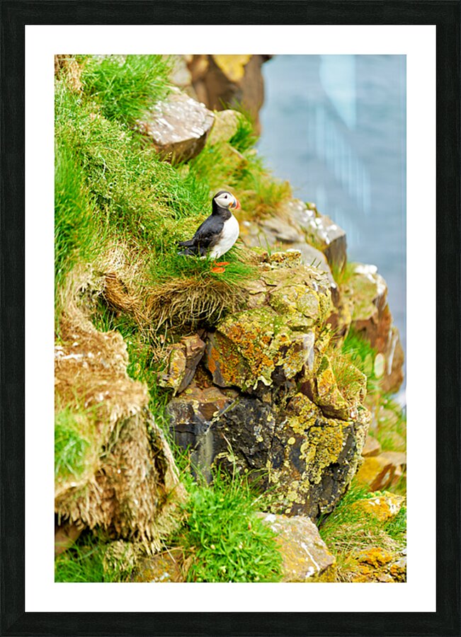 Puffin stands on rocks by the sea in Borgarfjordur Eystri Picture Frame print