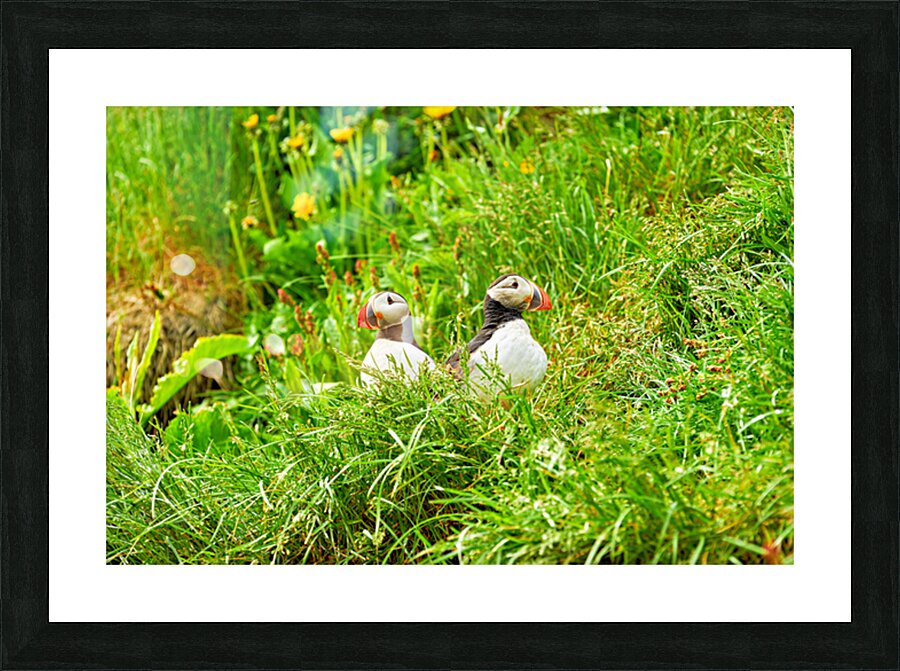 Two puffins resting in Borgarfjordur Eystri Iceland Picture Frame print