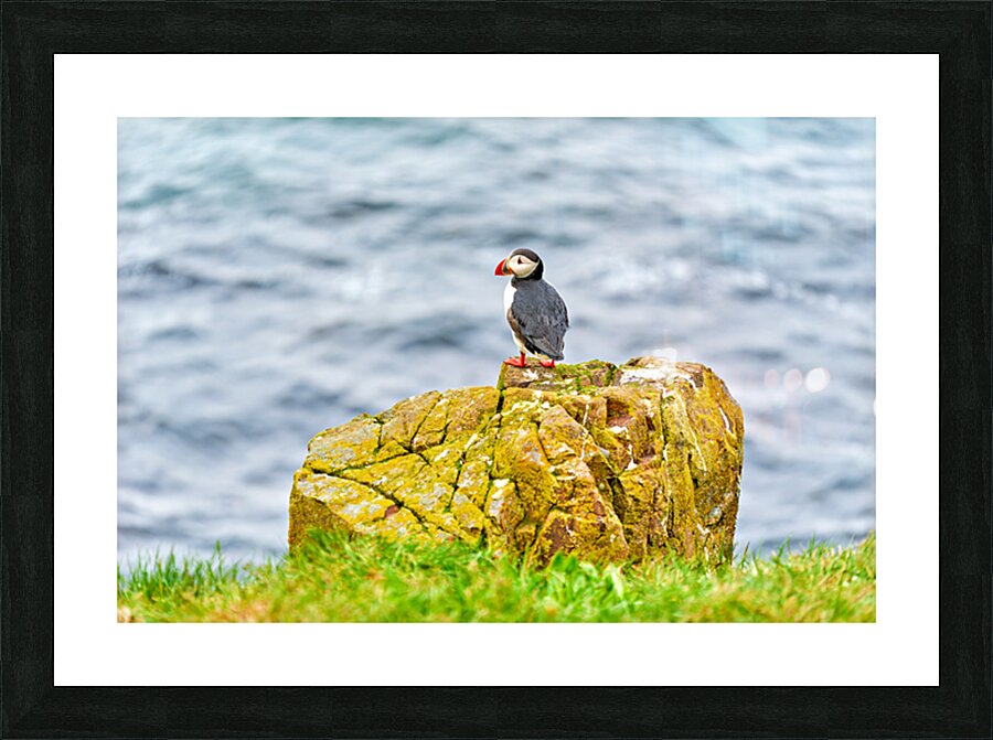 Puffin on rock at Borgarfjordur Eystri in Iceland by the ocean Picture Frame print