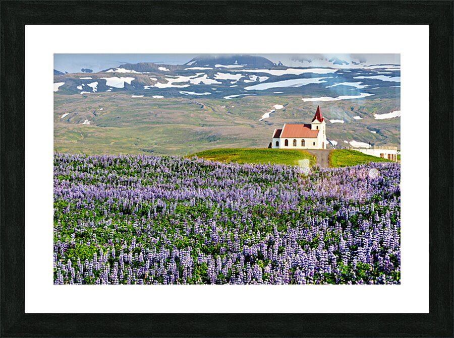 Ingjaldsoll church stands in a field of flowers in Iceland Picture Frame print