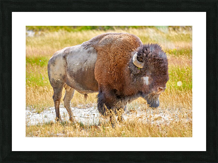 Wild american bison in Yellowstone National Park during summer Picture Frame print