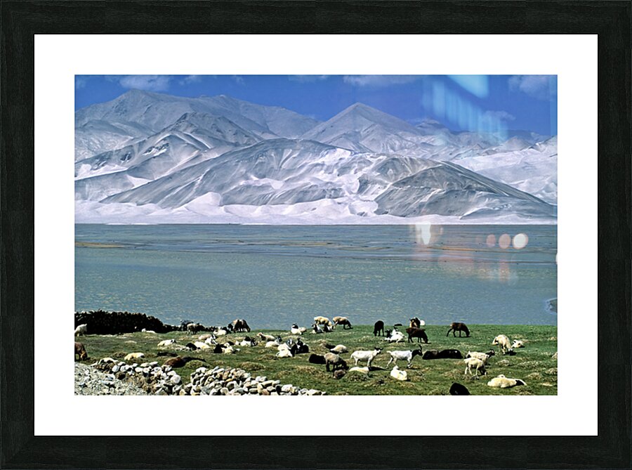 Mountains and livestock in Uzbekistan landscape Picture Frame print