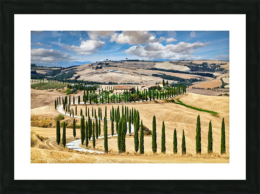 Cypress trees line winding road in Val dOrcia Tuscany Picture Frame print