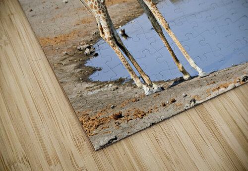 Namibia. Etosha National Park. Giraffe drinking at a waterhole Marco Brivio puzzle