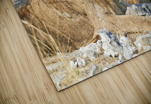 Namibia. Etosha National Park. A lion in the wild Marco Brivio puzzle