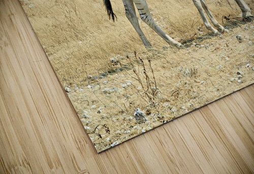 Namibia. Etosha National Park. Zebras cuddling in the wild Marco Brivio puzzle