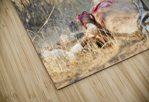 Namibia. Cheetah after a kill in Okonjima Reserve Marco Brivio puzzle