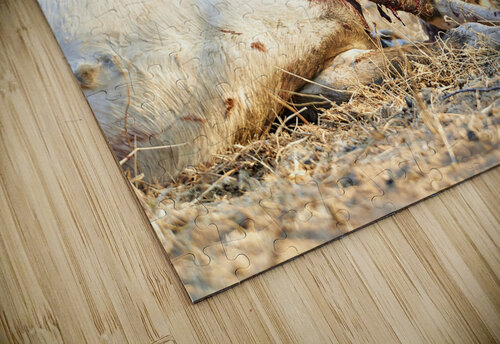 Namibia. Cheetah after a kill in Okonjima Reserve Marco Brivio puzzle