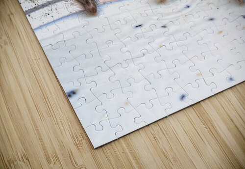 India Rajasthan. Shree Karni Mataj Temple The temple of thousands rats in Deshnok Marco Brivio puzzle