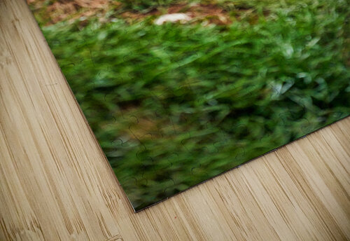 Puffins in Borgarfjörður Eystri reserve sanctuary. Iceland Marco Brivio puzzle