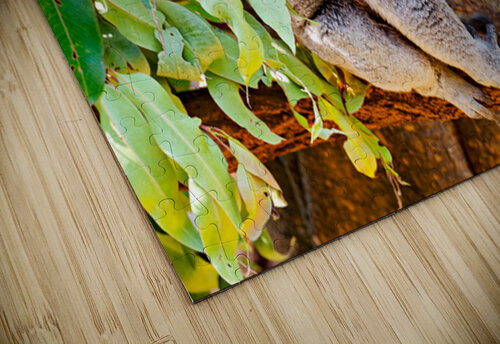 Koala sits on a branch surrounded by eucalyptus leaves. Marco Brivio puzzle