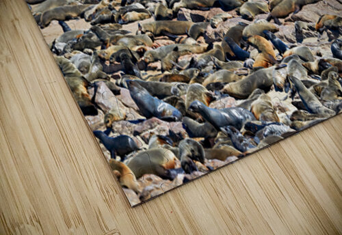 Cape fur seals resting on Skeleton Coast in Namibia near Cape Cr Marco Brivio puzzle