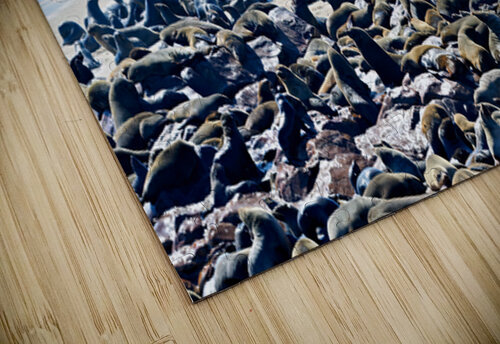 Cape fur seal colony on Skeleton Coast at Cape Cross in Namibia Marco Brivio puzzle