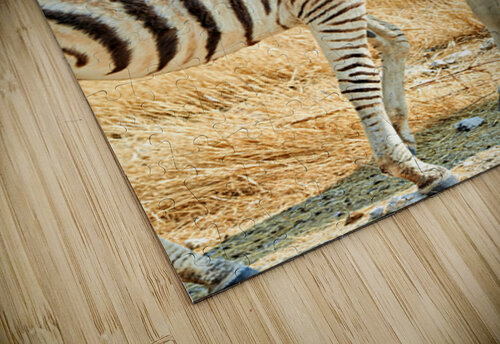 Zebras cuddle together in Etosha National Park in Namibia Marco Brivio puzzle
