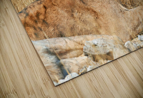 Lion resting in Etosha National Park Namibia during the day Marco Brivio puzzle