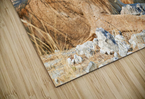 Lion resting in Etosha National Park Namibia during daylight ho Marco Brivio puzzle
