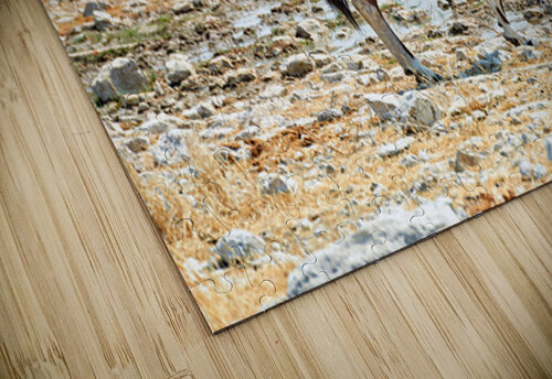 Gemsbok oryx drinking near water in Etosha National Park Namibi Marco Brivio puzzle