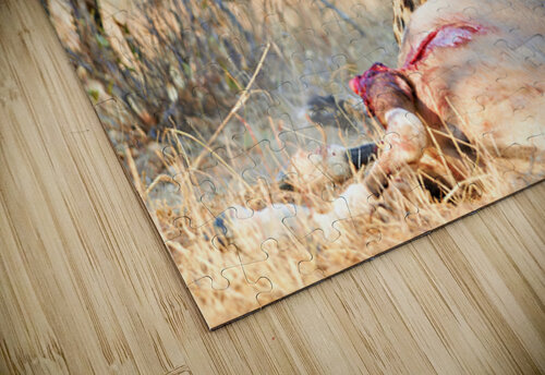 Cheetah feeds on prey in okonjima reserve in namibia Marco Brivio puzzle