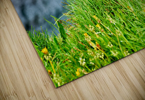 Puffin resting on grass at Borgarfjordur Eystri in Iceland Marco Brivio puzzle