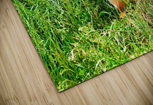 Puffin standing in grass at Borgarfjordur Eystri in Iceland Marco Brivio puzzle
