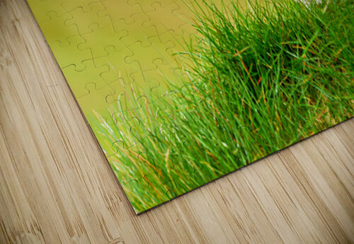 Puffin standing on grass in Borgarfjordur Eystri Iceland Marco Brivio puzzle