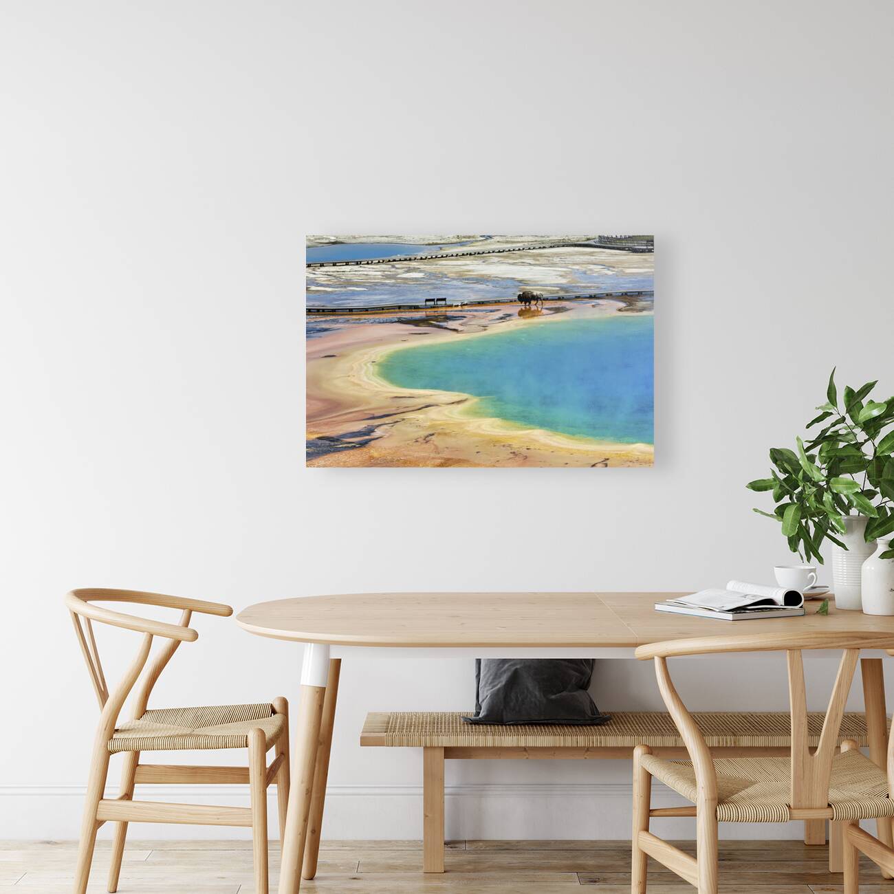 A bison crossing Grand Prismatic Spring at the Yellowstone National Park. Wyoming. USA. Reproduction